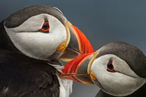 Alcidae: Atlantic Puffin (Fratercula artica) - pair preening