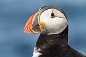 Artica: Atlantic Puffin (Fratercula artica) - portrait on