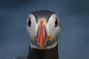 Artica: Atlantic Puffin (Fratercula artica) - portrait on