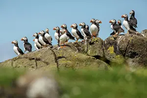 Sctoland: Atlantic Puffin (Fratercula artica) - on rocks -