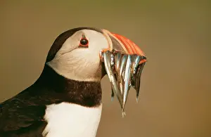 Sandeels: Atlantic PUFFIN - holding sandeels in beak