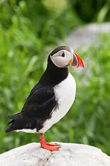 Machias: Atlantic puffin on Machias Seal Island near