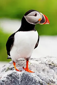 Machias: Atlantic puffin on Machias Seal Island near