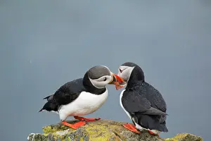 Fencing: Atlantic Puffin - pair bill fencing
