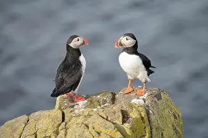 Alcidae: Atlantic Puffin - pair - Iceland