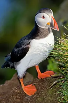 Latrabjerg: The Atlantic Puffin, a pelagic seabird
