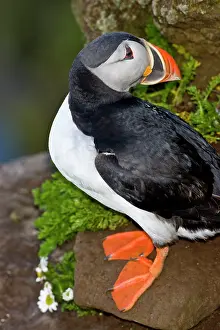 Latrabjerg: The Atlantic Puffin, a pelagic seabird