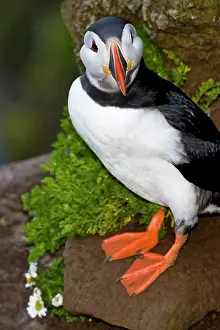 Latrabjerg: The Atlantic Puffin, a pelagic seabird
