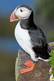 Latrabjerg: The Atlantic Puffin, a pelagic seabird
