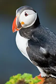 Latrabjerg: The Atlantic Puffin, a pelagic seabird