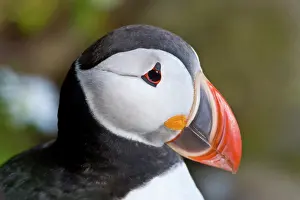 Latrabjerg: The Atlantic Puffin, a pelagic seabird