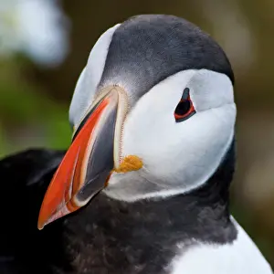 Latrabjerg: The Atlantic Puffin, a pelagic seabird