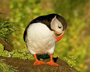 Latrabjerg: The Atlantic Puffin, a pelagic seabird