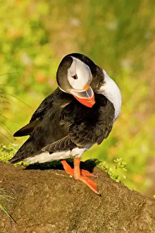 Latrabjerg: The Atlantic Puffin, a pelagic seabird