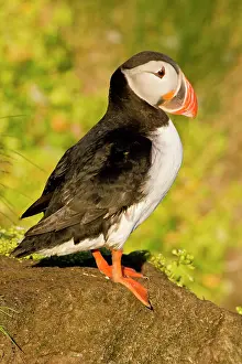 Latrabjerg: The Atlantic Puffin, a pelagic seabird
