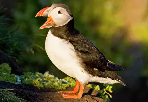 Latrabjerg: The Atlantic Puffin, a pelagic seabird