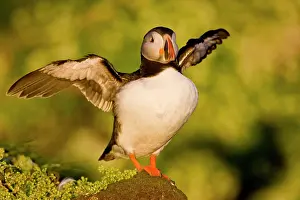 Latrabjerg: The Atlantic Puffin, a pelagic seabird
