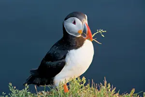 Latrabjerg: The Atlantic Puffin, a pelagic seabird