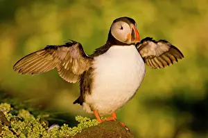 Pelagic: The Atlantic Puffin, a pelagic seabird