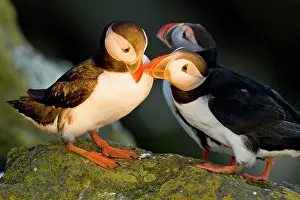 Pelagic: The Atlantic Puffin, a pelagic seabird