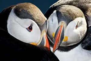 Pelagic: The Atlantic Puffin, a pelagic seabird