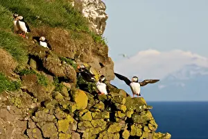 Pelagic: The Atlantic Puffin, a pelagic seabird