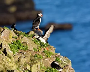 Pelagic: The Atlantic Puffin, a pelagic seabird