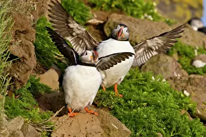 Pelagic: The Atlantic Puffin, a pelagic seabird