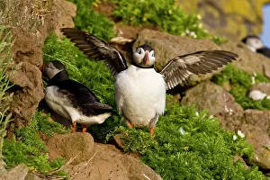 Pelagic: The Atlantic Puffin, a pelagic seabird
