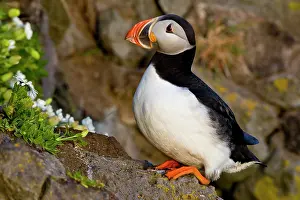 Pelagic: The Atlantic Puffin, a pelagic seabird