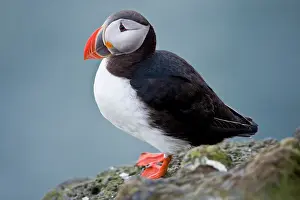 Pelagic: The Atlantic Puffin, a pelagic seabird