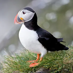Pelagic: The Atlantic Puffin, a pelagic seabird