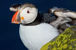 Pelagic: The Atlantic Puffin, a pelagic seabird