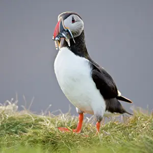 Pelagic: The Atlantic Puffin, a pelagic seabird