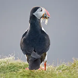 Pelagic: The Atlantic Puffin, a pelagic seabird