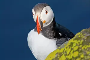Pelagic: The Atlantic Puffin, a pelagic seabird