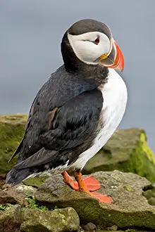 Pelagic: The Atlantic Puffin, a pelagic seabird