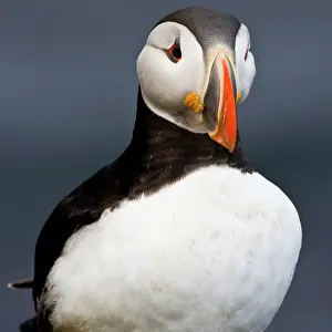 Pelagic: The Atlantic Puffin, a pelagic seabird