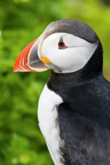 Pelagic: The Atlantic Puffin, a pelagic seabird