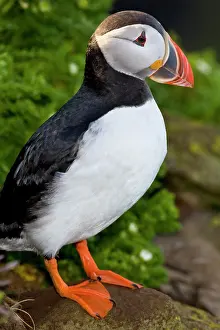 Pelagic: The Atlantic Puffin, a pelagic seabird