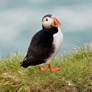 Pelagic: The Atlantic Puffin, a pelagic seabird