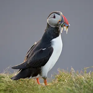 Pelagic: The Atlantic Puffin, a pelagic seabird