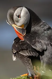 Sctoland: Atlantic Puffin - preening the plumage - Scotland