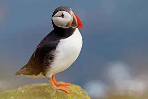 Puffins: Atlantic Puffin / Puffin