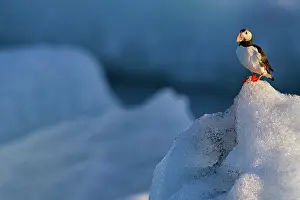 Puffins: Atlantic Puffin / Puffin