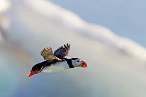 Puffins: Atlantic Puffin / Puffin