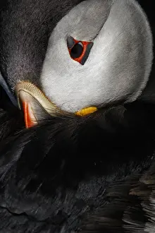 Ready: Atlantic Puffin - ready to sleep on cliffs - Scotland