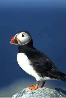Puffins: ATLANTIC PUFFIN - on rock