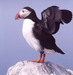 Puffins: ATLANTIC PUFFIN - on rock, with wings spread