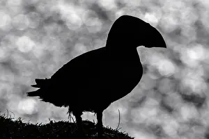 Sctoland: Atlantic Puffin - silhouette over sea - Scotland